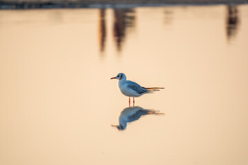 One Seagull, The European herring gull, swims on the calm lake shore in sunset