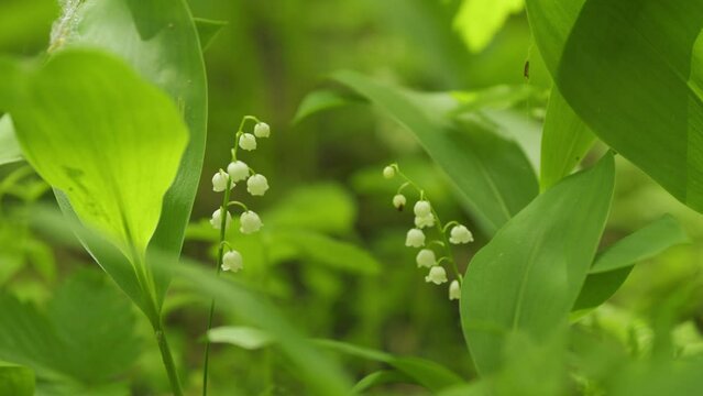 Lilies of valley in forest wind shakes. Convallaria majalis. Blossoming flowers of lily of valley. Slow motion.