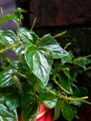 Pepper elder plant (Peperomia Pellucida) growing in potted plants. Plants that can be used for herbal medicine. 