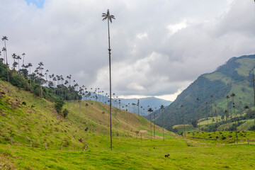 wax palm in Salento Quindio and Valle del Cocora Colombia