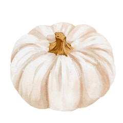 Autumn white pumpkin watercolor illustration design