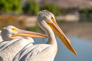 Close-up of a white pelican. 