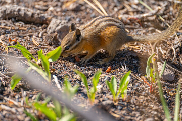 Yellow-pine chipmunk (Tamias amoenus) looking for food.