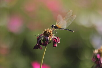dragonfly on flower