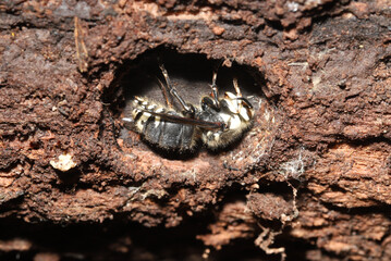 Bald faced hornet queen (Dolichovespula maculata) hibernating through the winter in a small cavity she excavated underneath a log.  - obrazy, fototapety, plakaty