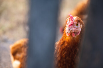 A hen and a rooster walking around on a bare field during daytime