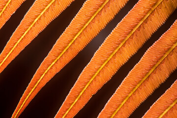 Close-up underneath of a young orange fern leaf.