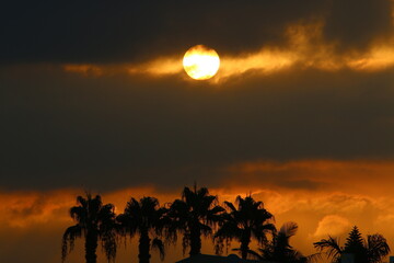 Palm trees in city park during sunrise