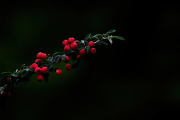 Close up macro photo of a flower in the wild in Bhutan
