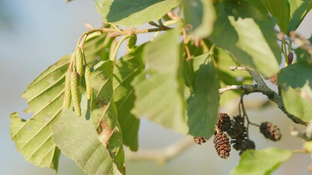 Branch of alnus glutinosa. Female alder or alnus catkins swaying and trembling in wind. Selective focus.