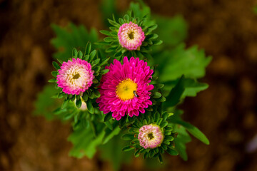 Fototapeta premium Pink flower