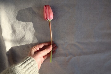 Single pink spring tulip held in hand on linen background
