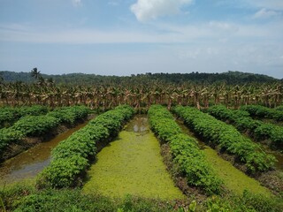 Fototapeta na wymiar Punchakkari Agricultural field, plantain and cassava farming, Thiruvananthapuram, Kerala
