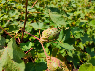 Fototapeta premium cotton field, young cotton balls growing on the plant