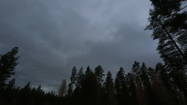 Dusk forest timelapse as heavy overcast clouds move across evening sky