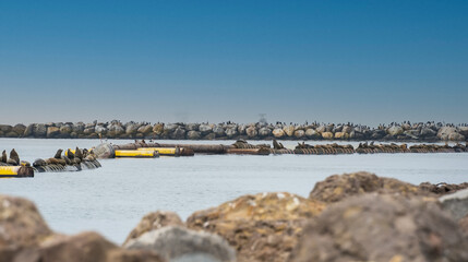 Ocean dredger pipes in the ocean near the harbor entrance with sea lions sitting on top and birds on harbor wall Oxnard California