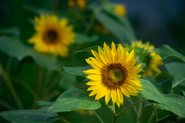 Close up of a yellow sunflower in the garden on the morning with bokeh background 