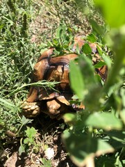 Beautiful sulcata tortoise from africa