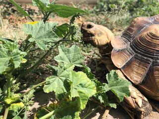 Beautiful sulcata tortoise from africa