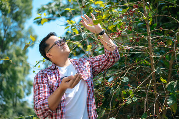 Worker Harvest arabica coffee berries on its branch