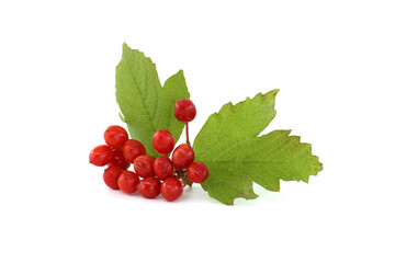 Viburnum opulus or Guelder Rose berries and leaves