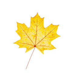 Autumn maple yellow leaf with natural texture isolated  on white background. Natural fallen autumn leaf as decorative element, cutout object. Seasonal fall leaf