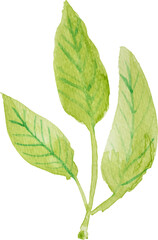 Naklejka na ściany i meble watercolor green leaf element
