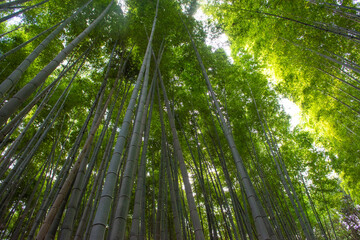 Fototapeta na wymiar 緑の竹がそそり立つ竹藪は神秘的な東洋の景色。日本の京都 嵐山、嵯峨野の竹林は有名です。
