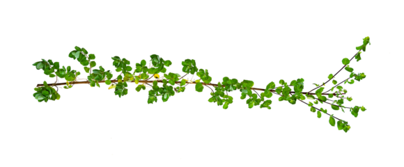leaf vine Isolate on transparent background PNG file