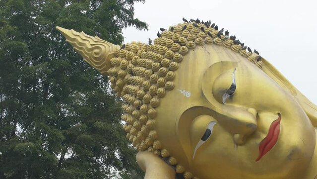 group of pigeon perched on the head of a large golden Buddha image.