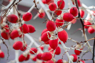 Mak Daeng is a tree that Thai people plant near their homes to add beauty to their homes. Its fruit...