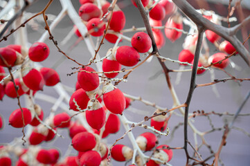 Mak Daeng is a tree that Thai people plant near their homes to add beauty to their homes. Its fruit is bright red when ripe.
