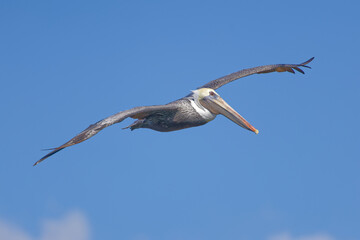 Obraz premium Adult Brown Pelican (Pelecanus occidentalis) in flight.