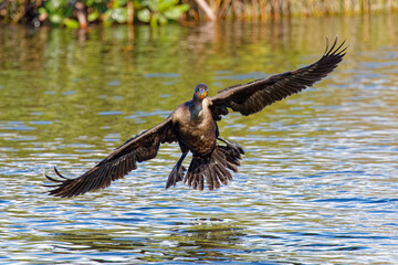 Double-crested Cormorant (Phalacrocorax auritus) coming in for an awkward-looking landing.
