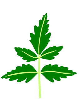 The simple vector of neem leaves with white background