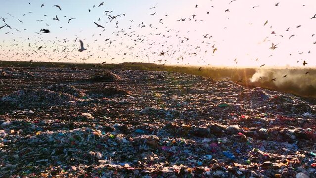 Seagulls in the Garbage dump at sunset. Dozer on landfill on garbage disposal. Garbage dump with plastic and polyethylene. Landfills Work with rubbish, garbage. Sea birds fly in the landfill. 