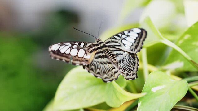 wonderful Beautiful Clipper Butterfly (Parthenos Sylvia) Sitting Still On Leaf With It's Wings Opened