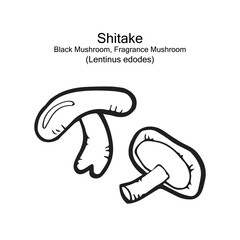 black or white shitake, black mushroom, fragrance mushroom, lentinus edodes, food, health object, vector doodle art