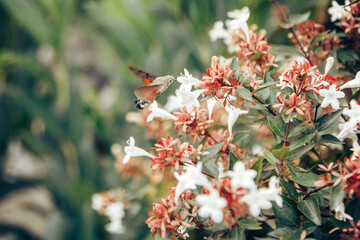 Sphingidae insect looks like colibri