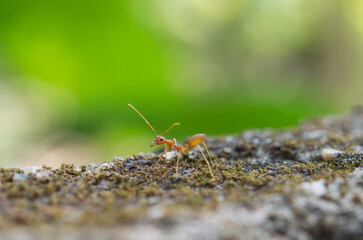 red ant fighting nature green background, Life cycle, Ants (Oecophylla smaragdina) walking to Foraging.