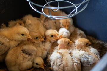 Poussins d'élevage © Concept Photo Studio