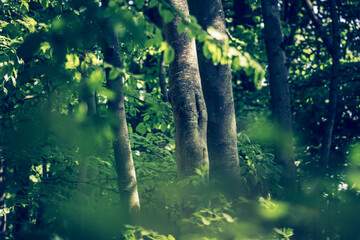 Sous bois dans la forêt