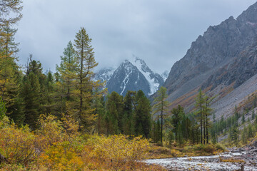 Dramatic autumn landscape with yellow larch trees against snowy mountain peak in low clouds. Forest among fading gold flora with view to snow peaked top in overcast. Golden autumn colors in mountains.