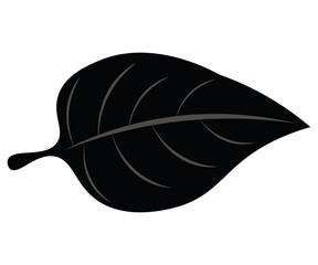 illustration of a leaf