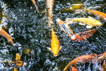 Japanese koi carp fish, a beautiful medium-sized colourful asian fishes swimming in clear freshwater pond background.