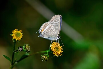 秋に草原で見られるかわいい小さなチョウ、ウラナミシジミ