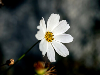 delicate beautiful fresh bright white flowers of cosmea