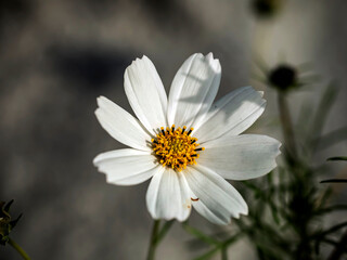 Obraz premium delicate beautiful fresh bright white flowers of cosmea
