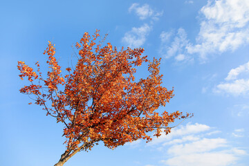 Tree with red leaves on autumn day