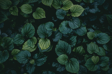 Abstract green leaves textured background in dark color tone. Nature pattern wallpaper of tropical plant in the forest garden concept.
